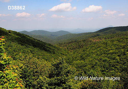 Mixed Blue Ridge forest in Chattahoochee National Forest